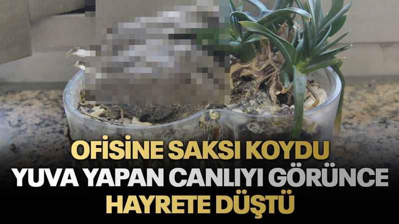 Ofisine saksı koydu yuva yapan canlıyı görünce hayrete düştü